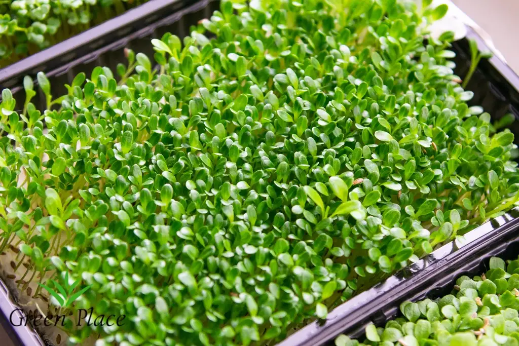 Семена салата цикорный фото 2