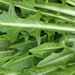 Семена салата цикорный фото 3