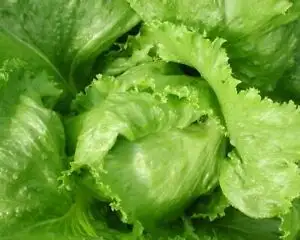 Семена салата-латук (BLONDE DE PARIS) фото 3