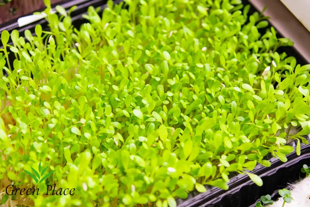 Семена салата-латук (BLONDE DE PARIS) фото 2