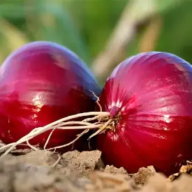 Лук красный