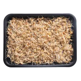 Проростки пшеницы