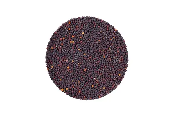 Семена шпината (красный) фото 2