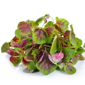 Семена шпината (красный)