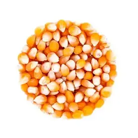 Семена микрозелени кукурузы