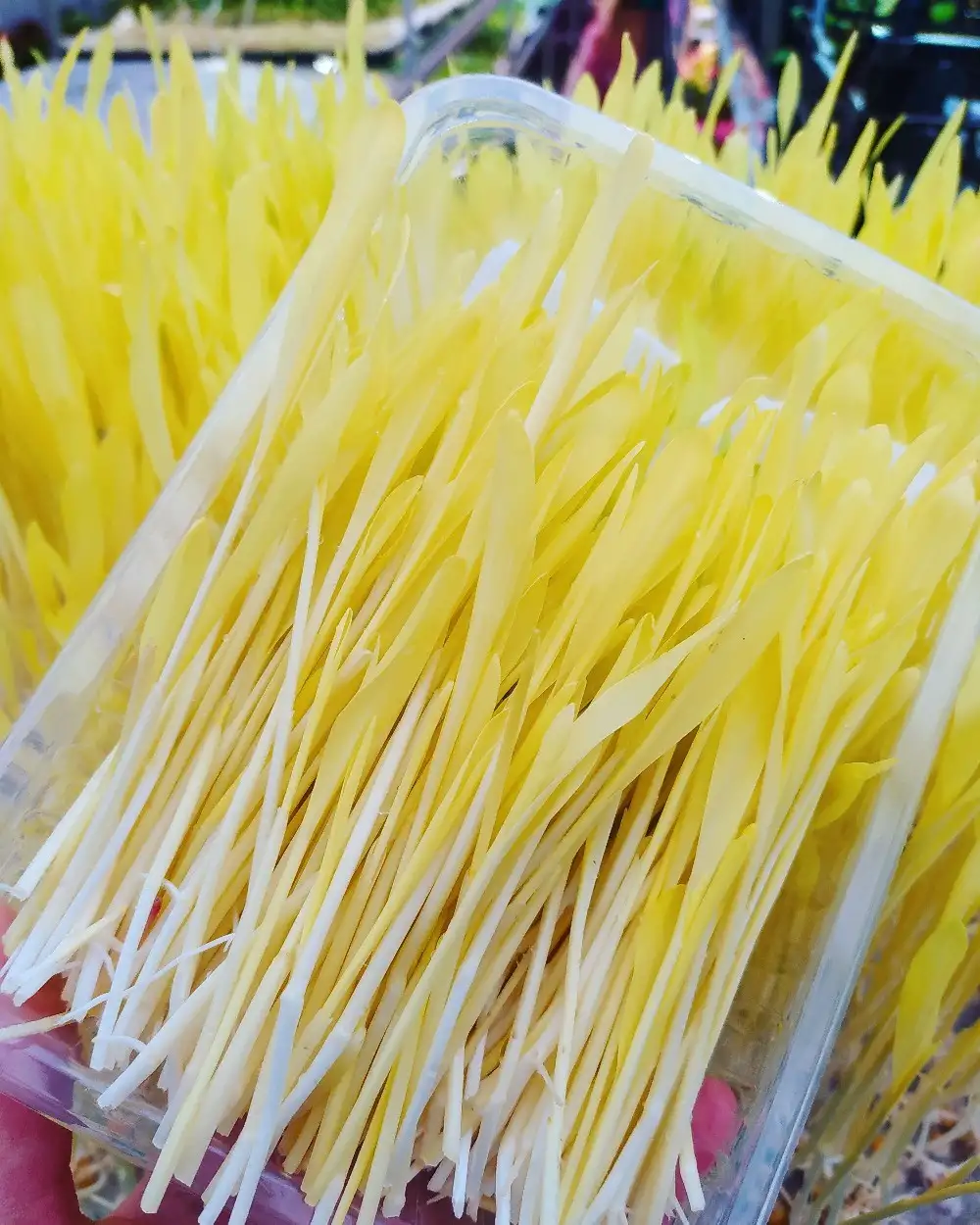 Семена микрозелени кукурузы фото 3