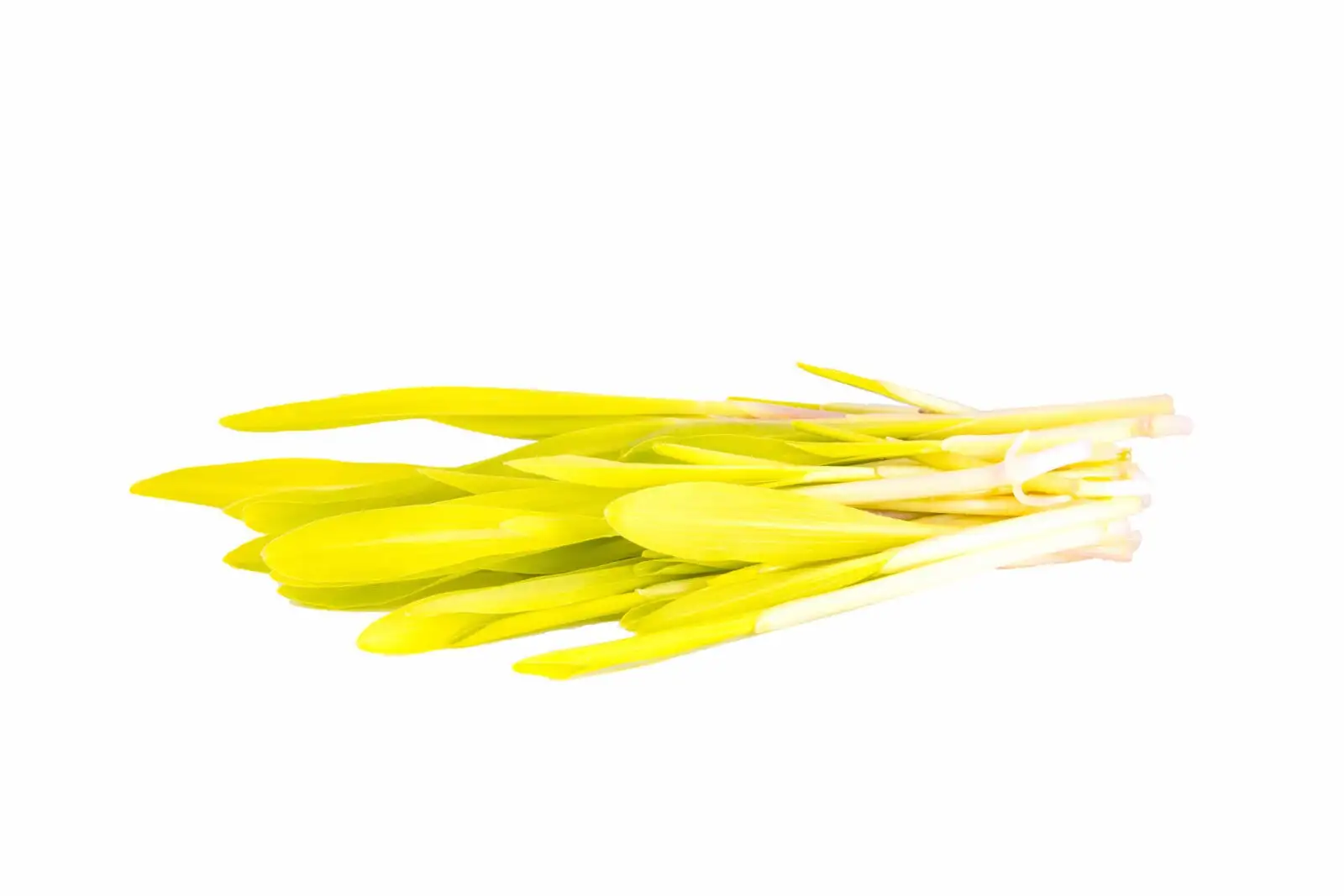 Семена микрозелени кукурузы фото 2