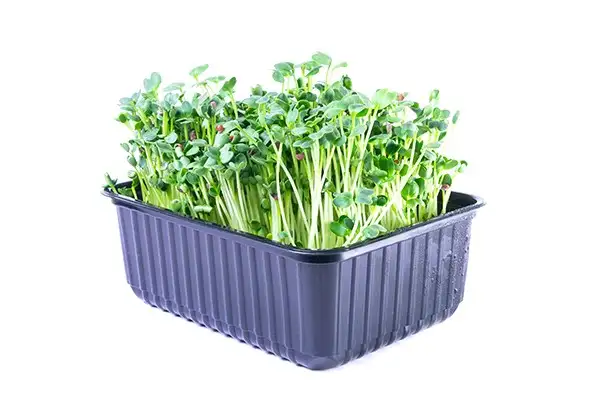 Семена для микрозелени и проростков дайкона (редиса) фото 2