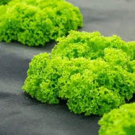 Салат Лоло Биондо