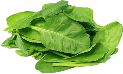 Семена шпината фото 2