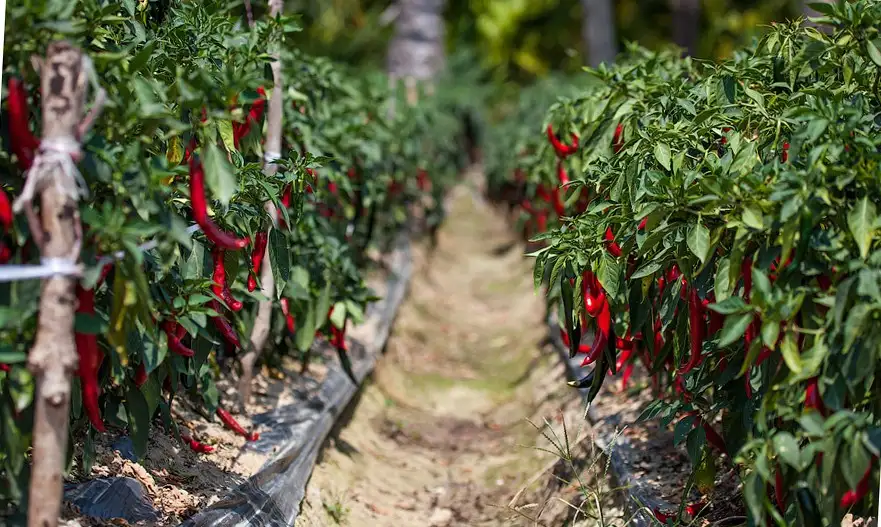 Чили перец (красный) фото 3