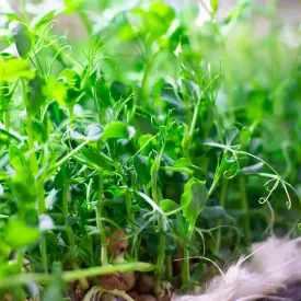 Микрозелень гороха