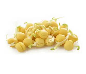 Семена для микрозелени и проростков гороха фото 3