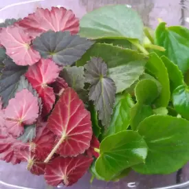 Листья бегонии