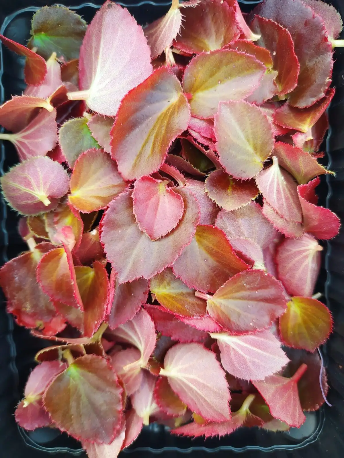 Листья бегонии фото 2