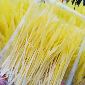 Микрозелень кукурузы