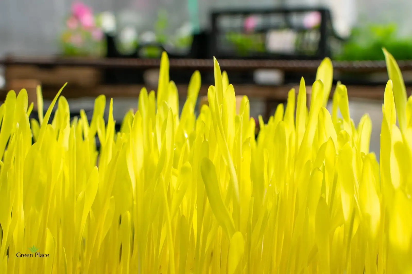 Микрозелень кукурузы фото 2