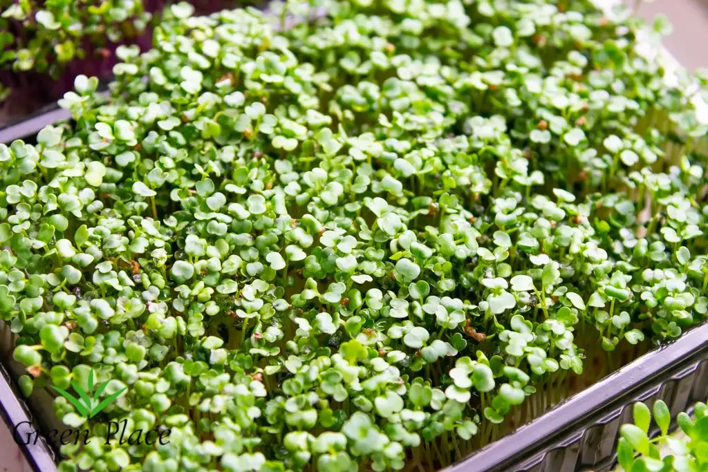 Семена рукколы фото 3