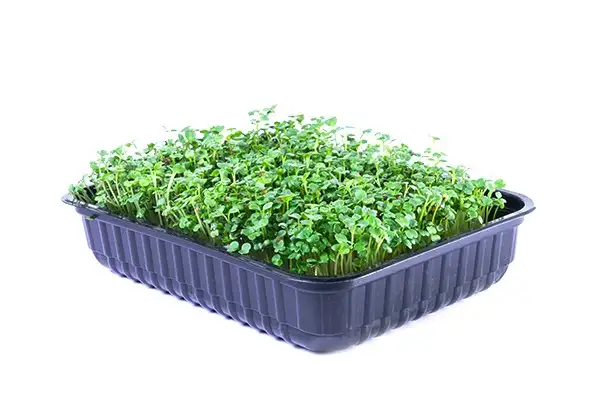 Семена рукколы фото 2