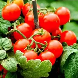 Томат Черри