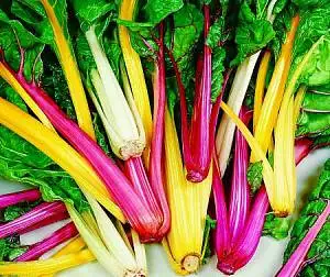 Семена мангольда (желтый) фото 2