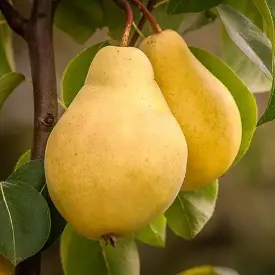 Груша