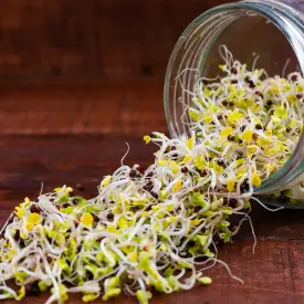 Проростки рукколы