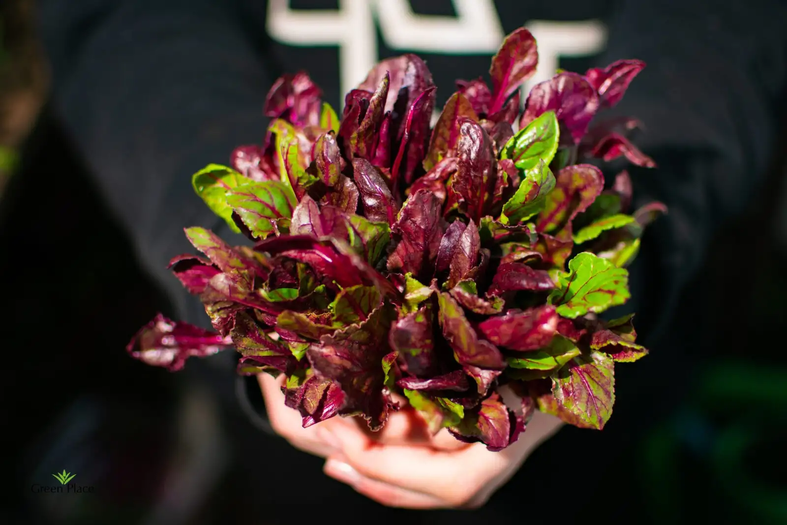 Мангольд фото 2