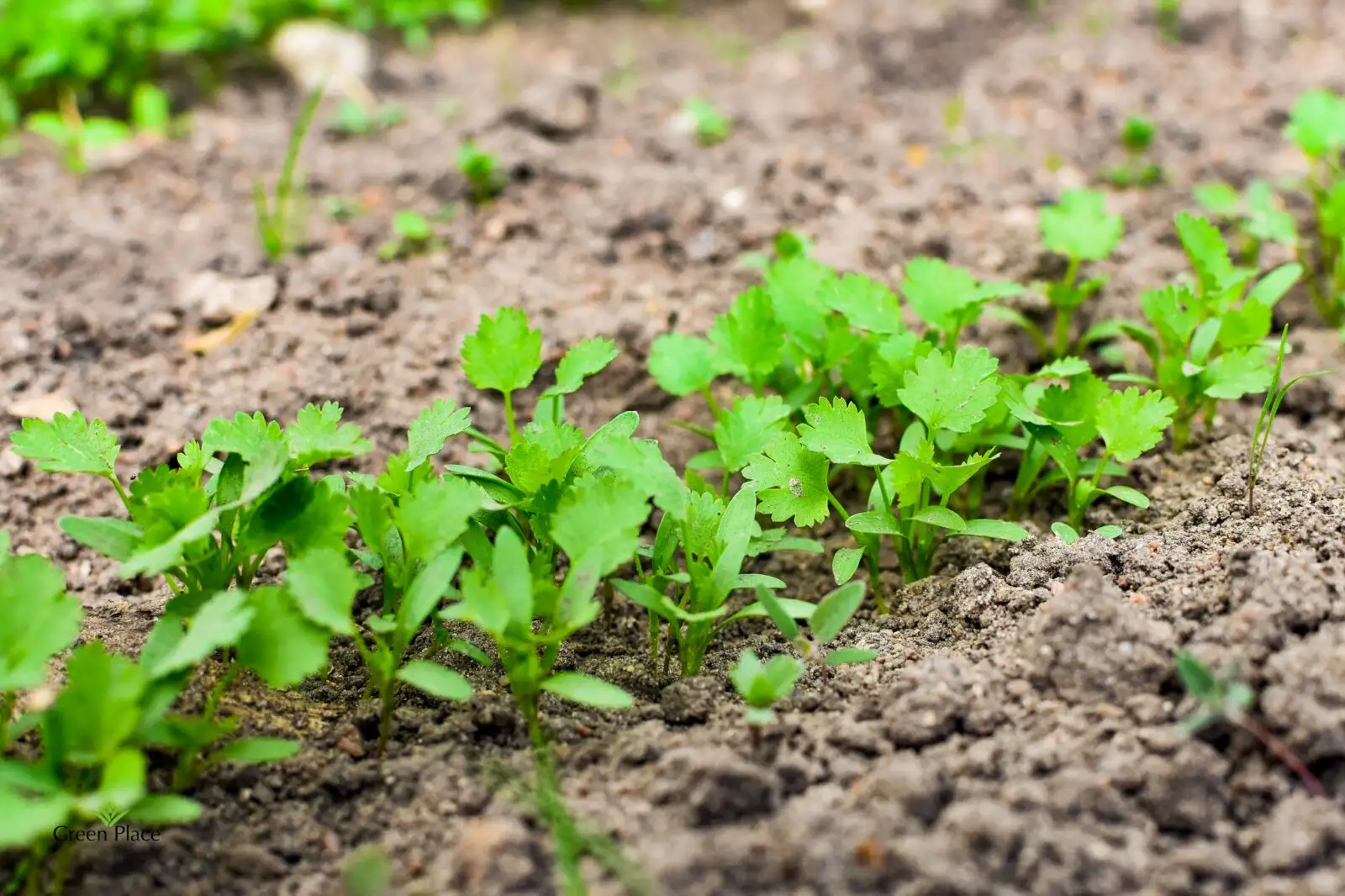 Кинза фото 2