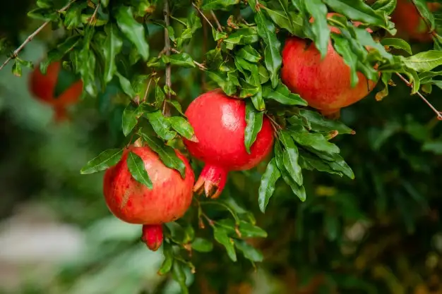 Гранат фото 3