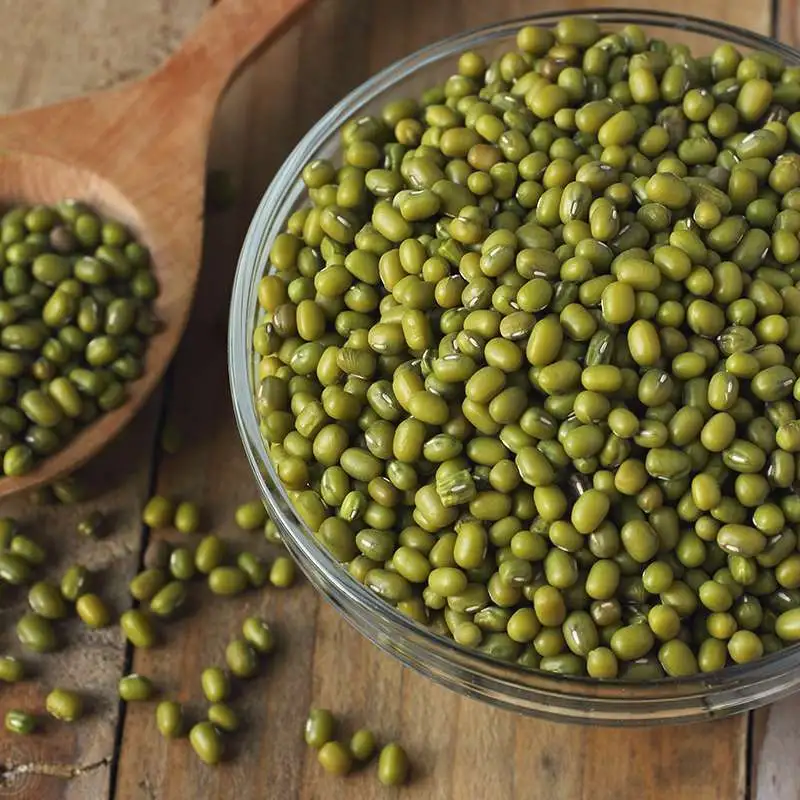 Семена для проращивания (Маш) фото 2