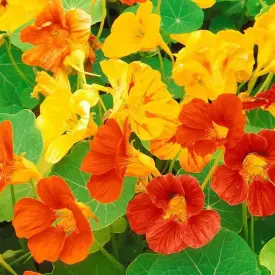 Семена настурции (цветочный микс)