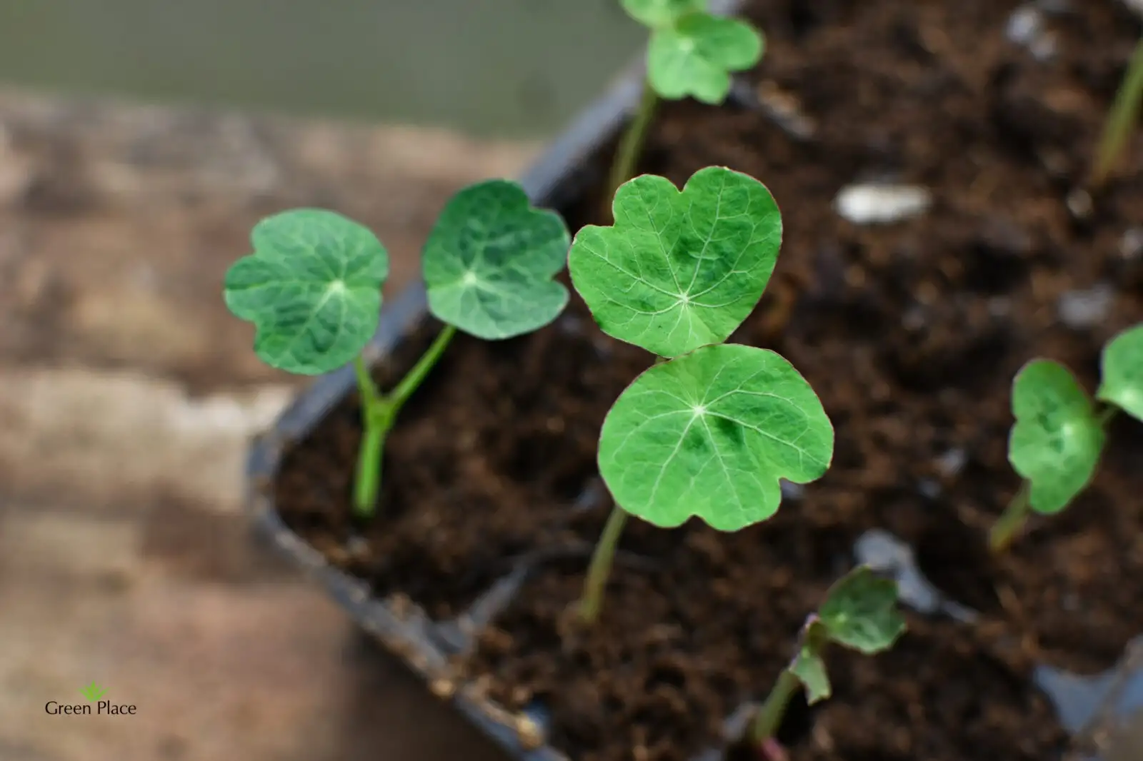 Листья настурции фото 2