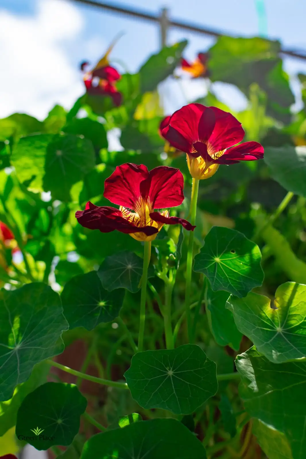 Цветы Настурции фото 2