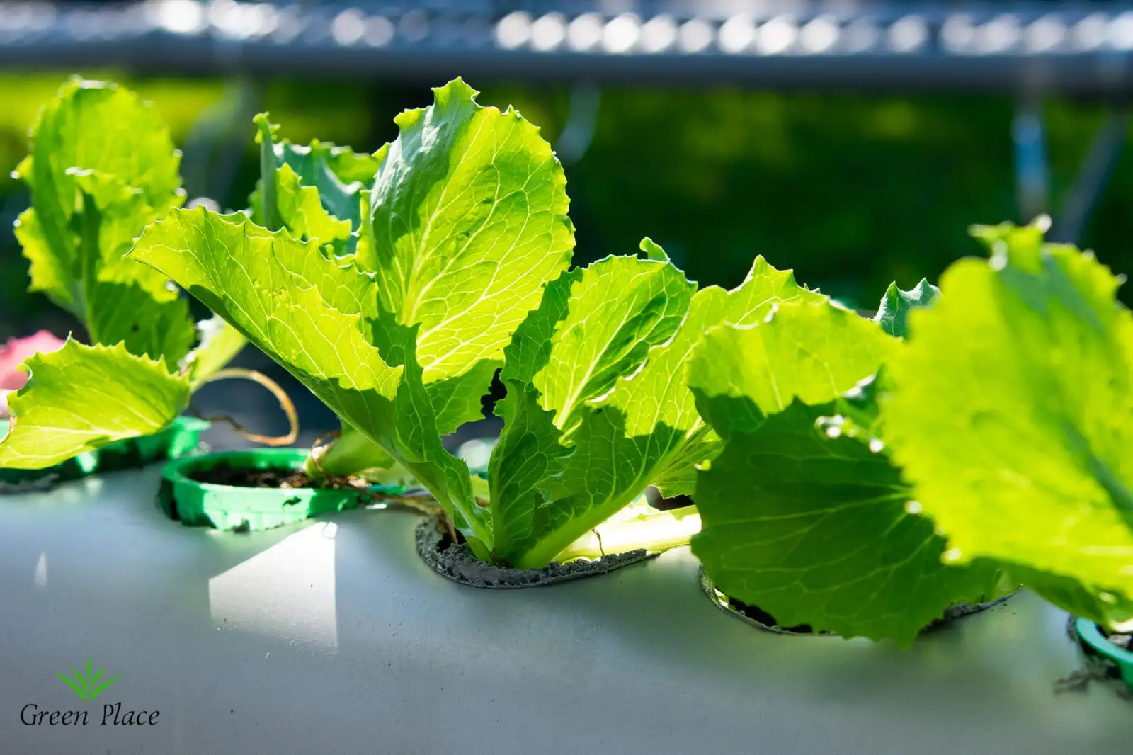 Салат Айсберг фото 2