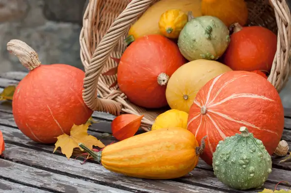 Тыква фото 2