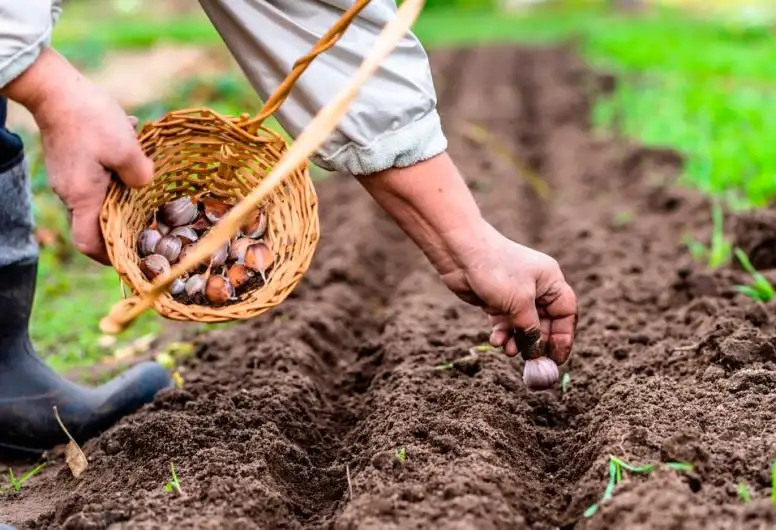 Чеснок фото 3