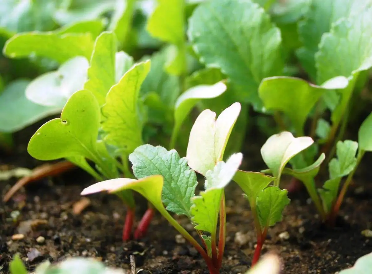 Семена редиса (Альпийский завтрак) фото 3