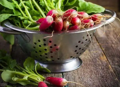 Семена редиса (Альпийский завтрак) фото 2