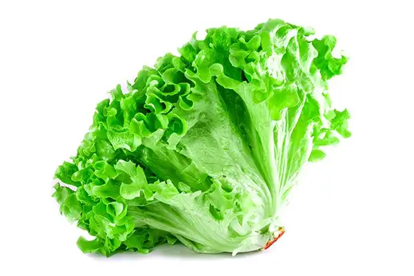 Семена салата Джентиль (Green) фото 2