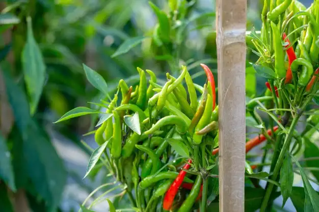 Чили перец (зеленый) фото 3