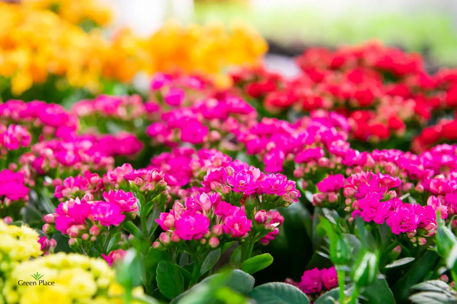 Каланхоэ фото 2