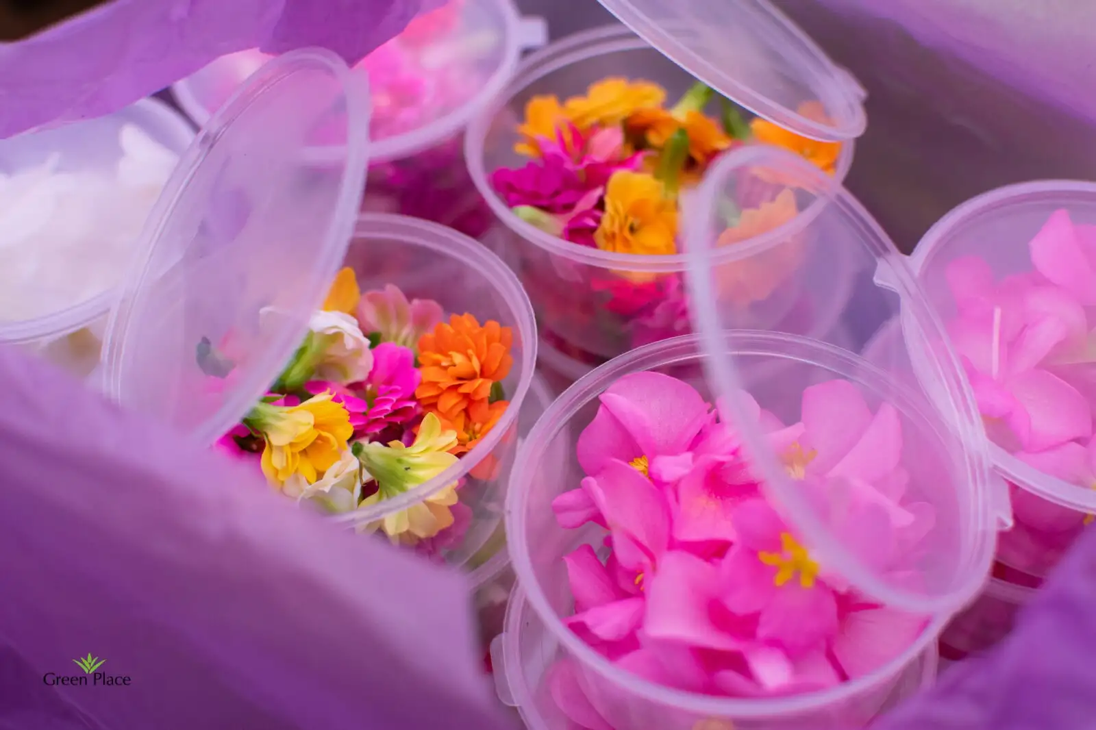 Каланхоэ фото 3