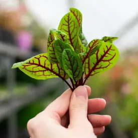 Красножильный щавель