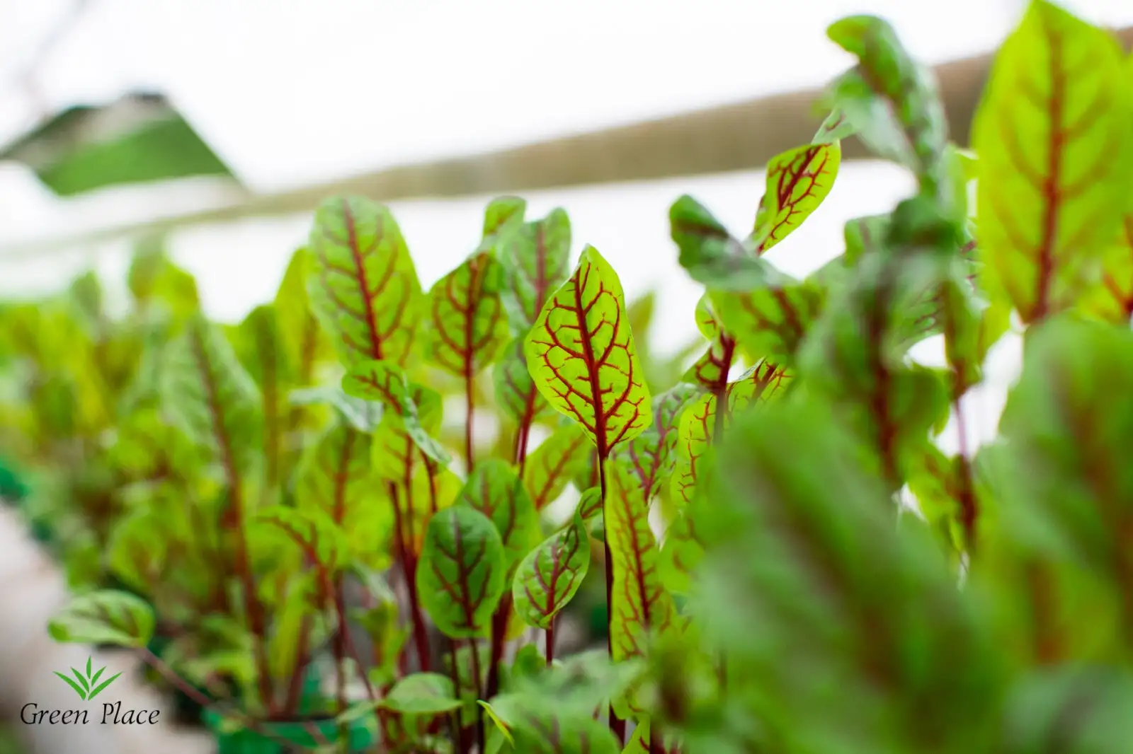 Красножильный щавель фото 2