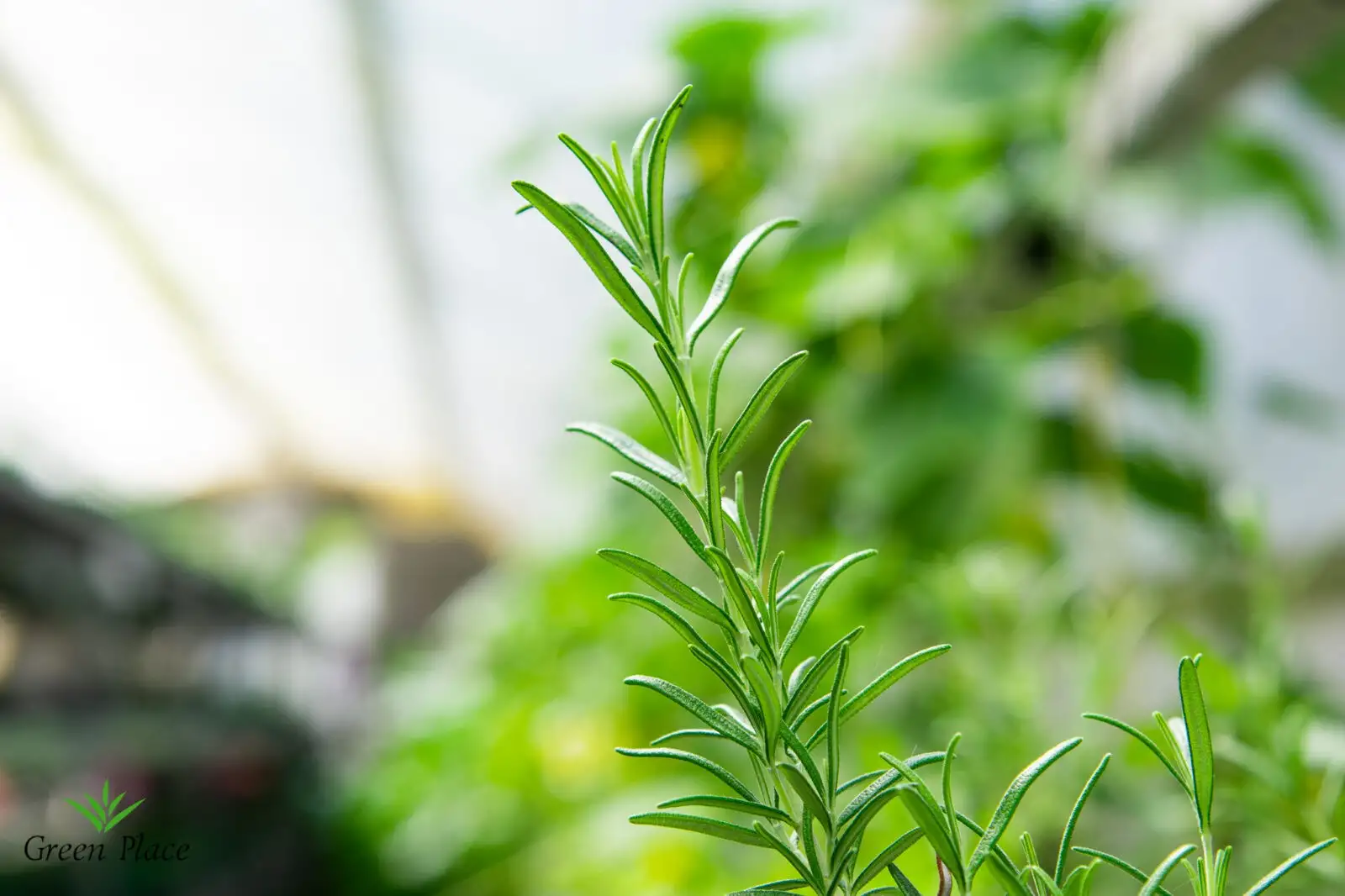 Розмарин фото 2