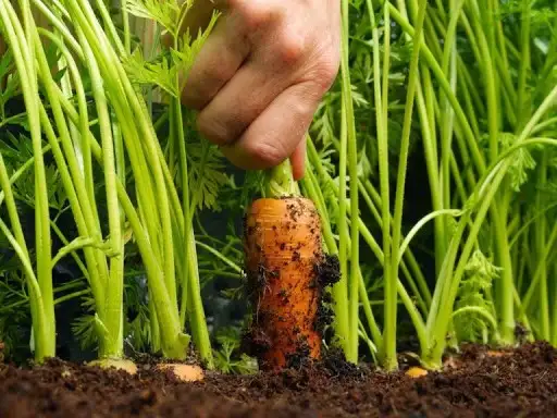 Морковь фото 2