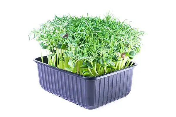 Семена микрозелени люпина (Bamboo) фото 3