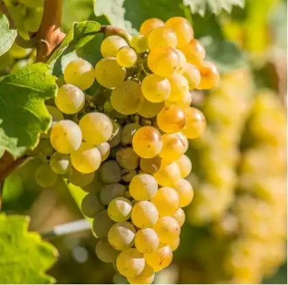 Виноград зеленый фото 2