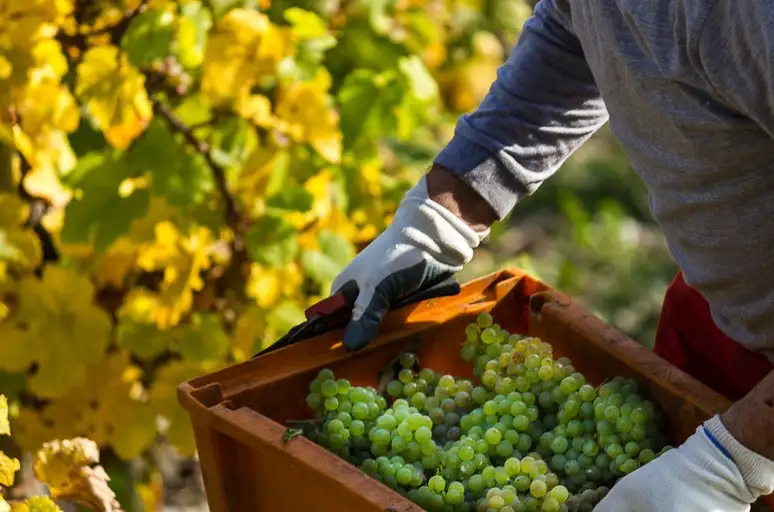 Виноград зеленый фото 3